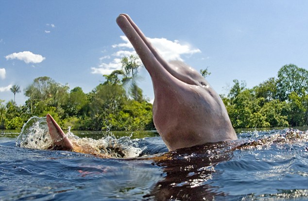 ***EXCLUSIVE*** RIO NEGRO, BRAZIL - UNDATED: An extremely rare picture of the Amazon river dolphin, pink river dolphin or boto in the Amazon river in Rio Negro, Brazil. These never seen before pictures show how this playful pink dolphin created a splash by flipping onto its back and peeing out the water. The agile eight-foot-long creature somehow managed to line up its 25 stone body so as fire urine over its own shoulder. The extremely rare picture is of a pink river dolphin, also known as an Amazon river dolphin, in the Negros River in Brazil. This potentially endangered aquatic mammal lives in such remote parts of the Amazon basin that scientists cannot be sure how many survive. World class photographer, television presenter and conservationist, Mark Carwardine, 52, from Bristol travelled to deepest Brazil to investigate these charismatic creatures. "I have been a wildlife photographer for more than 25 years and have written many books about whales and dolphins," explained Mark. "But I have never seen this happen nor a photo of a dolphin urinating - it is a very unusual photo. "One theory is they urinate on their backs to avoid the attentions of the candiru fish, a spiny, parasitic fish. "It follows the flow of uric acid and lodges itself into the genitals of mammals to drink the blood." PHOTOGRAPH BY Mark Carwardine / Barcroft Media UK Office, London. T +44 845 370 2233 W www.barcroftmedia.com USA Office, New York City. T +1 212 564 8159 W www.barcroftusa.com Indian Office, Delhi. T +91 11 4101 1726 W www.barcroftindia.com Australasian & Pacific Rim Office, Melbourne. E info@barcroftpacific.com T +613 9510 3188 or +613 9510 0688 W www.barcroftpacific.com